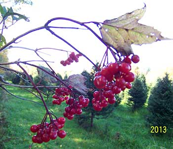 high wild cranberry bush