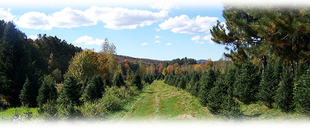 road view of Bakersfield Tree Farm Vermont